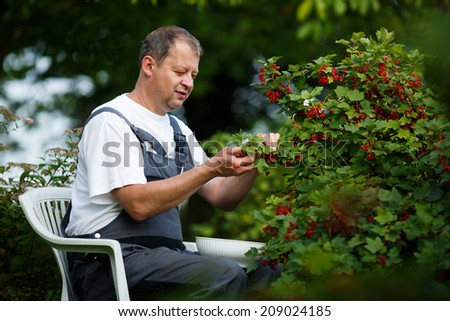 Similar – Image, Stock Photo Man picking red currants from a bush