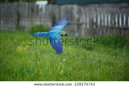 Beautiful colourful parrot in free flight, Blue and Yellow Macaw, Ara Ararauna, flying macaw, beautiful bird