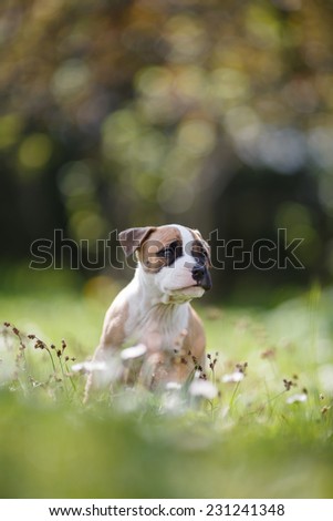 Lovely puppy exploring hunting ground, American staffordshire terrier, Dog portrait, Small doggie on a garden