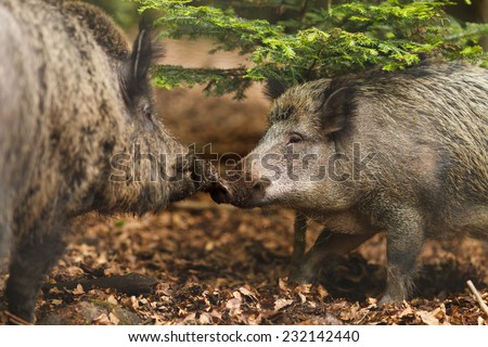 Wild boar walking through dead grass and pine trees. Watching for danger in a winter meadow. Being cautious in the forest.  (Sus scrofa)