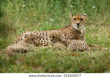 Cheetah mother and cubs portrait. Two seven weeks old Cheetah cubs lying and hugging each other. Gepard Cubs. Cheetah cubs huddled up together. ( Acinonyx jubatus )