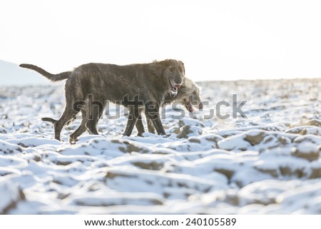 Irish Wolfhound dogs running at winter forest. Irish wolfhound dogs running in field. Two irish wolfhound dogs in winter field.