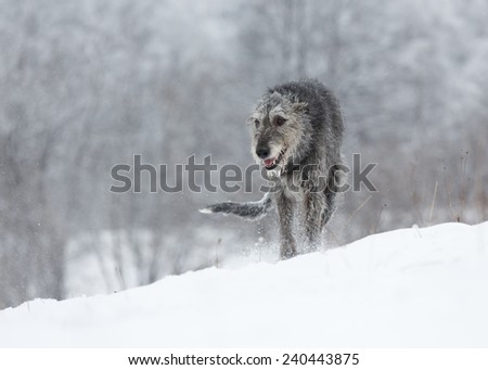 Irish Wolfhound dog running at winter forest. Irish wolfhound dog walking at field. Irish wolfhound dog hunting at winter field during snow fall..