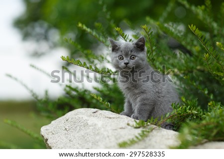 Little British blue cat posing and looking on the stone in summer garden. British Shorthair cat portrait.