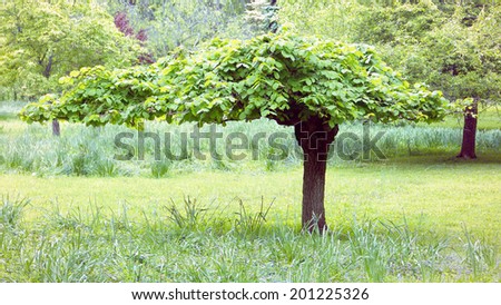 An interesting groomed tree for summer shade