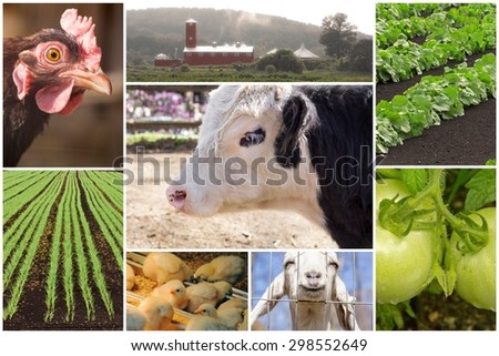 Mosaic of farm animals and agricultural imagery in collage imagery