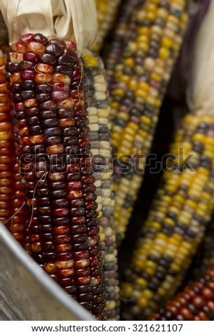 Dried decorative Indian corn for Autumn themed background image