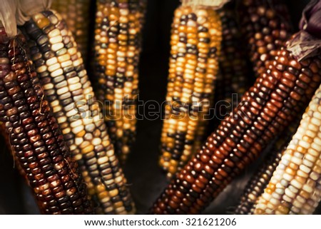 Dried decorative Indian corn for Autumn themed blurred background image
