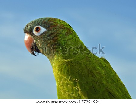 Beautiful Parrot Isolated with Blue Sky Background