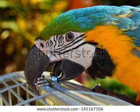 Pet Macaw