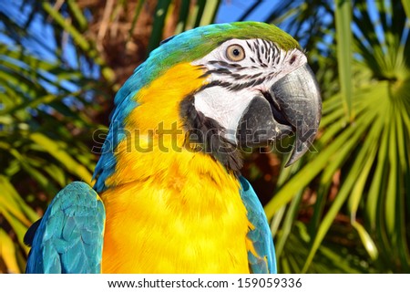Blue and Gold Macaw with Palm Tree in the backgrounds