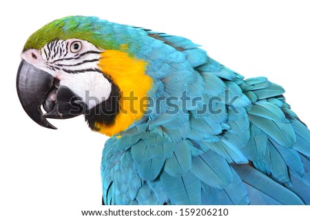 Isolated Blue and Gold Macaw