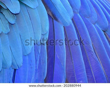 Blue Feather Background. Macaw Feathers