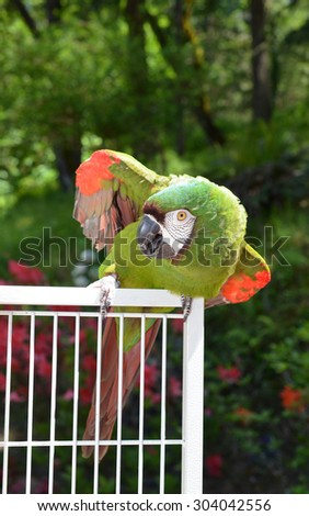 Pet Severe Macaw on her cage