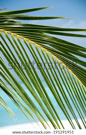 Green Palm Leaves - background for designers