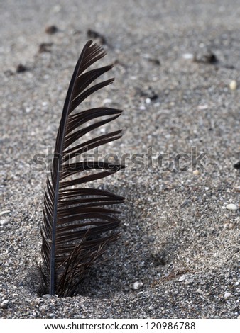 black feather on white sand beach and tropical sea