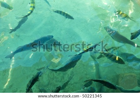 Tropical Fish in Ocean