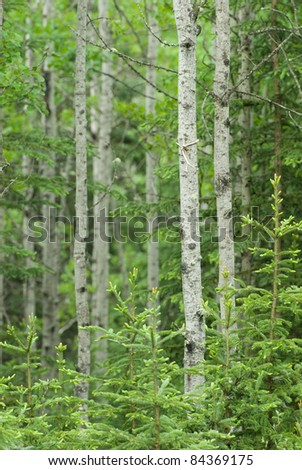 Green Birch Trees Background