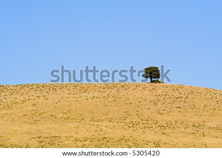 Lone tree on a hill in Custer State Park, South Dakota.