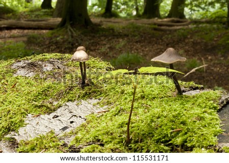Mushrooms and little plant growing on a trunk covered in green moss.
