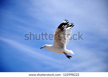 White seagull bird with black tipped wings flying high against a blue sky.