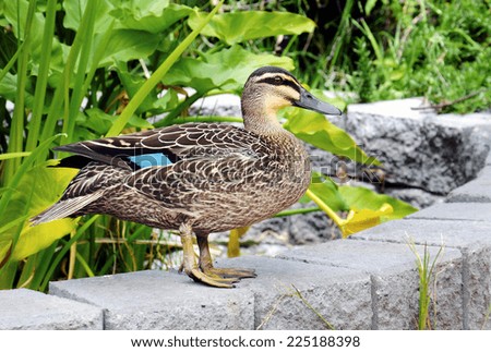 Pacific Black Duck in urban water garden setting.