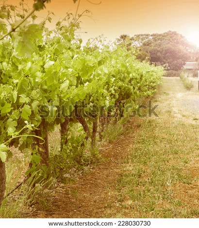 Rows of grapevines taken at Australia\'s prime wine growing winery area in McLaren Vale, Fleurieu Peninsula, South Australia.