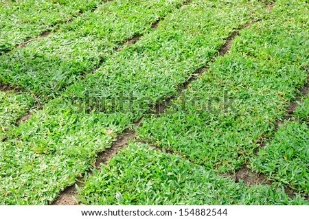 Green field of grass background