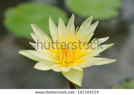 Yellow lotus flower and leaves background.
