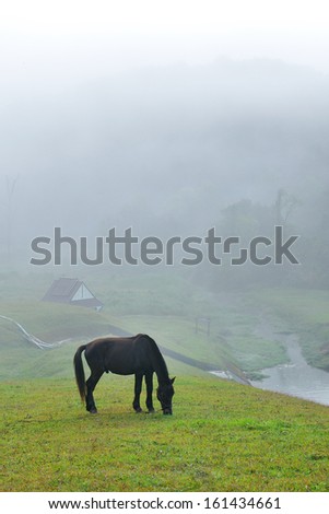 Black horse eating grass field amidst fog in morning