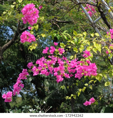 Pink bougainvillea blooms in the garden   Ornamental climbing plants