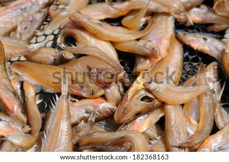 Fishes salted for food conservation