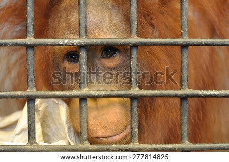 Female orangutan in animal cage feeling sad