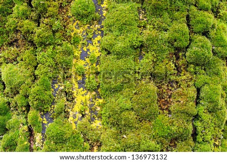 Background of lush green moss growing in dense clusters in a moist environment
