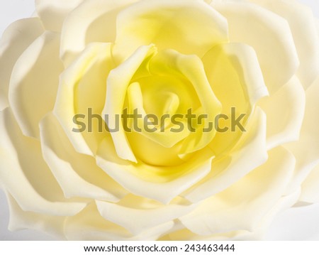 Close up detail of a perfect fresh white and yellow rose symbolic of love in a full frame background texture