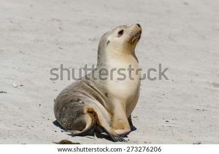 Young cute Seal