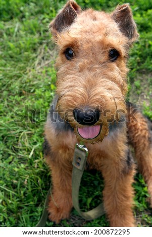 Airedale Terrier puppy on the leash in green grass, outdoor, close up