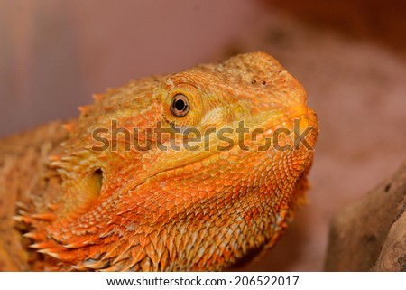 beautiful adult male red phase bearded dragon (Pogona vitticeps)