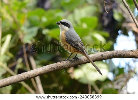 beatiful Gray-backed Shrike (Lunius tephronotus) possing on the branch