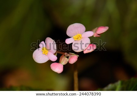 beautiful Begonia flower (Begonia sempreflorens) at Thai flower garden