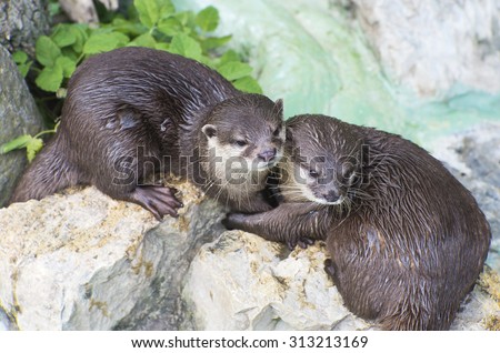 cute pair of otters wet brown otters cuddling