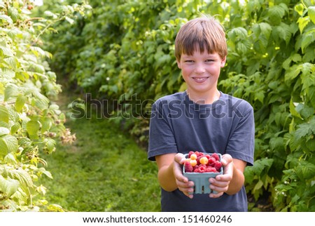 Boy showing freshly picked raspberries with raspberry plants in the background
