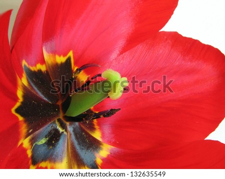 Macro shot on stamens and pestle of of blossoming red tulip