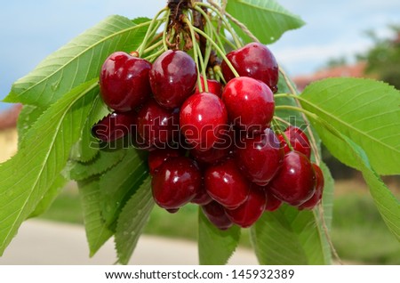 Red and sweet cherries on a branch just before harvest in spring against blue and white bokeh