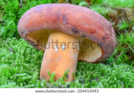 Lactarius volemus, delicious edible wild mushroom, with lot of common names,  Weeping milk cap, Tawny milkcap, The orange-brown milky, Leatherback mushroom or a Bradley mushroom