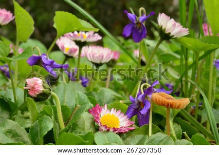 Micro world on a lawn in spring, violets, daisy flowers and very small early Esculentus mushroom