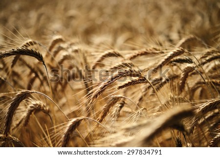 cereal crop made out in the sun