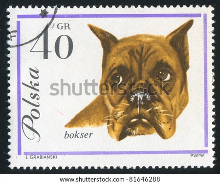 POLAND - CIRCA 1963: stamp printed by Poland, shows Boxer dog, circa 1963.