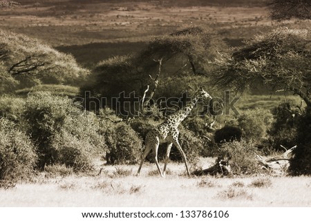 Giraffe in beautiful Kenyan landscape 02