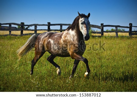 horse runs gallop in summer time